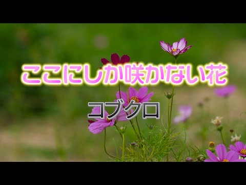 コブクロ『ここにしか咲かない花』【歌詞動画】