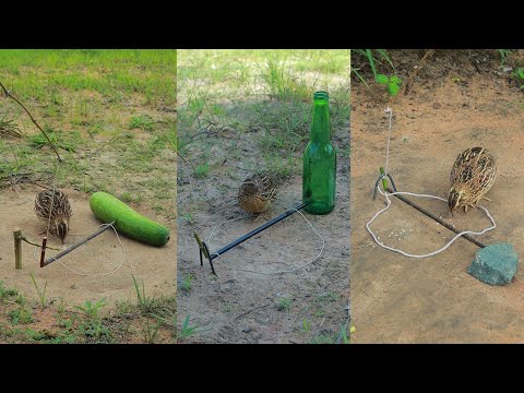 Several Creative Effective Quail Trapping Technique in This Video