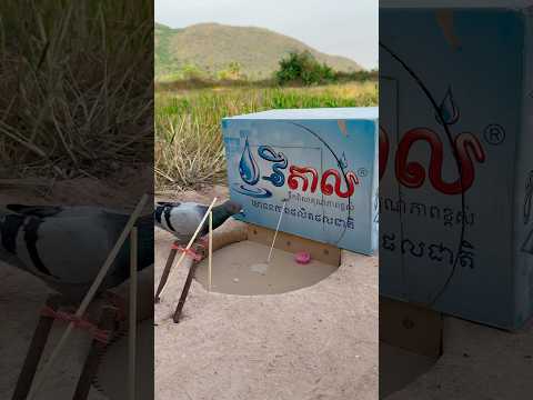 DIY Creative - Amazing Underground Quail Trap Using Cardboard Box #shorts