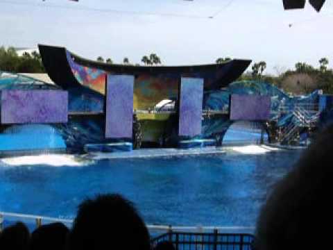 Shamu Show at Seaworld,Orlando Part 3