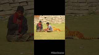 Fake Tiger Prank on Public !! Fake Tiger vs Crazy Man Prank Video #shots video