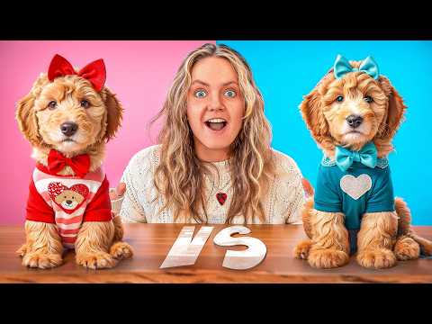 Puppy Valentine’s Day Competition! Boys VS Girls!