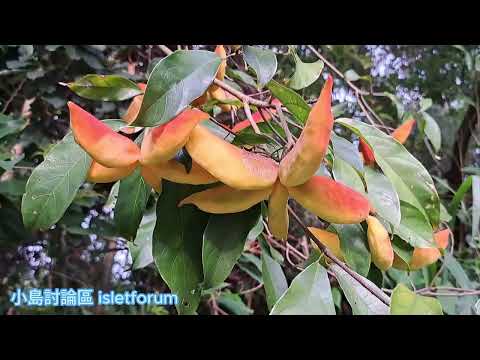 假蘋婆／七姐果 Sterculia lanceolata mhp3875 jun2024