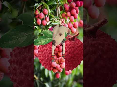 EZ_Zola lychee #ezfam #zola #funnyfruits #funnydogs #petdog #funnyshorts #doglover #lychee