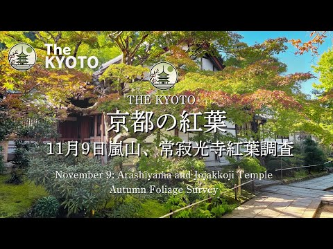 [November 9] Check out the latest autumn leaves at Arashiyama and Jojakko-ji!