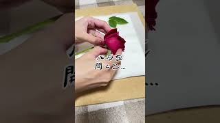 押し花作家の最近あった怖い話#押し花 #ハンドメイド #shorts #バラ #怖い話