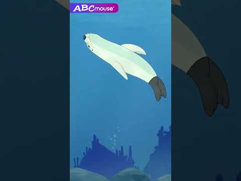 Underwater Animals | ABCmouse #animals #marinelife #sea #seal #fish #sealife #explore