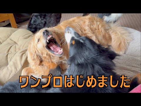 置き物・オスカーワンプロする！