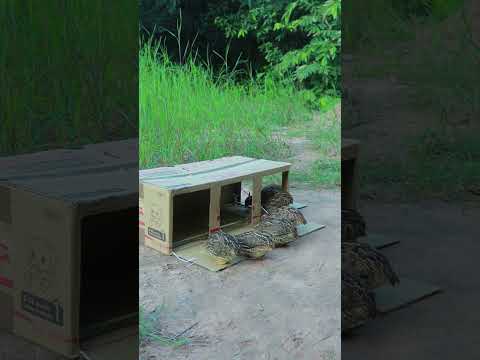 Really Creativity Techniques Bird Trap With Cardboard - DIY Quail Trap #youtubeshorts #shortvideo