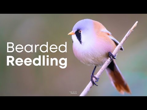 Bearded Reedling Bird Singing🌿