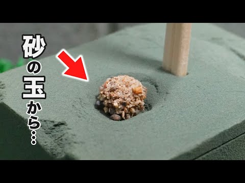 砂から生まれてくる虫がヤバい