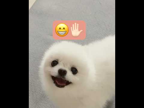 🐶레체개껌 주세여😁#개껌 #주세요 ##pomeranian #cutedog #강아지 #강아지쇼츠 #cúncondễthương