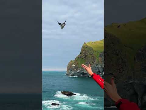 People Are Throwing Puffins Off Cliffs To Save Them | The Dodo