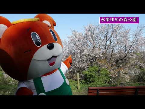 永楽ゆめの森公園の桜