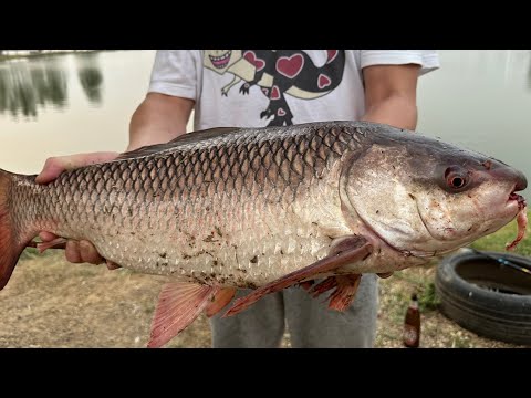 海外で釣れた魚の味が◯◯だった