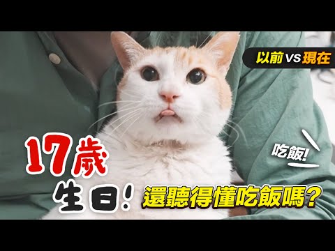 【黃阿瑪的後宮生活】阿瑪17歲生日！還聽得懂吃飯嗎？