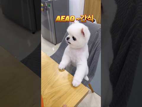 #aeao #다듀 #주세요 #cutedog #포메라니안 #cúncondễthương