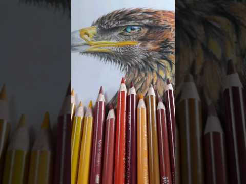 Golden Eagle #explore#trending#viral#art#artist#colorpencil #portrait #goldeneagle#eagle#bird