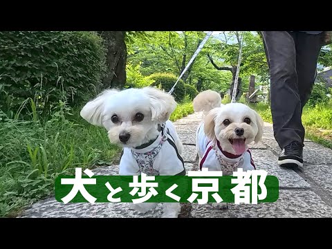 Kyoto🍃Let's take a walk on the path of philosophy with Maltipoo's siblings🎶Maron-kun & Miron-chan