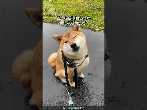 【雨でも散歩】柴犬の可愛さがわかる1分解説