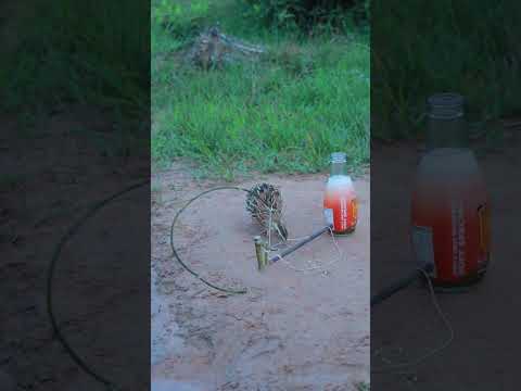 Outdoor Bushcraft Quail Trap Method #ytshorts #shortvideo #youtubeshorts