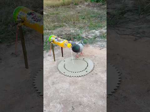 Best Pigeon Trap Using Paper Box And Bottle Plastic #shorts