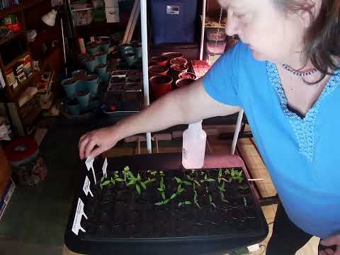 Seed Starting and Garden Tour