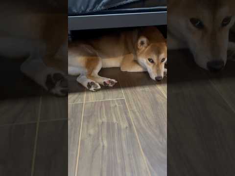 柴犬三太君　隠れ家