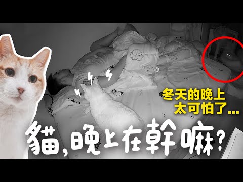 【黃阿瑪的後宮生活】貓咪們晚上在幹嘛？冬天晚上好可怕！