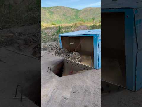 Create Amazing Underground Quail Trap Using Cardboard Box #DIY_Creative #shorts