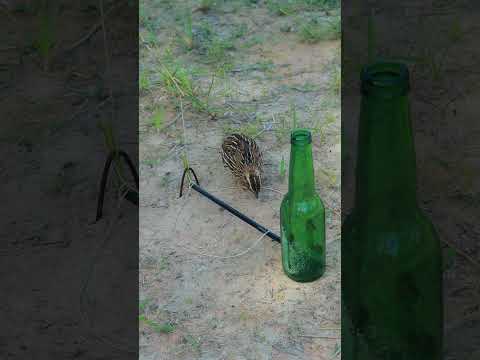 Create Quail Trapping Techniques #ytshorts #shorts