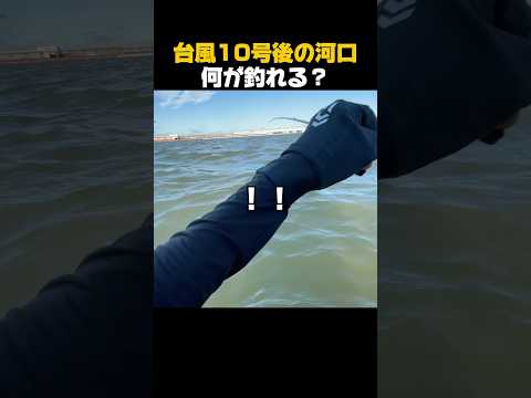 台風10号後の河口で何が釣れる？#shorts #釣り