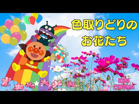 🌸✨「色とりどりのお花たち」🌼アンパンマンと歌おう！🎵🌷🌸✨"Colorful Flowers Everywhere!"🌼 Sing with Anpanman! 🎵🌷