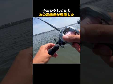 チニングしてたらあの高級魚が連発した#shorts