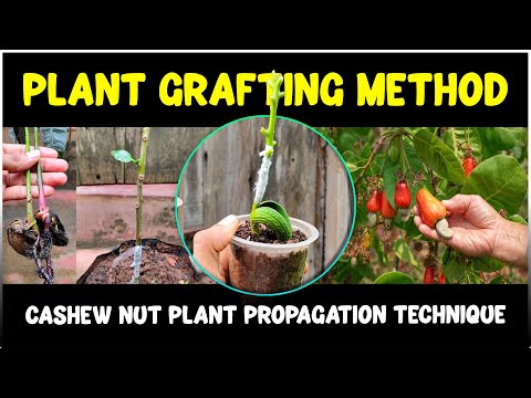 Cashew nut Plant Grafting Methods