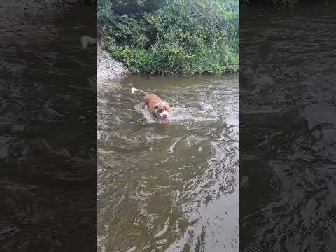 plunging for rocks