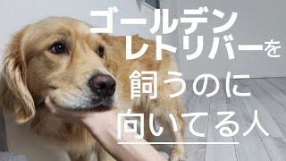 【ゴールデンレトリバー】を飼うのに向いている人の特徴【飼う前に見て】