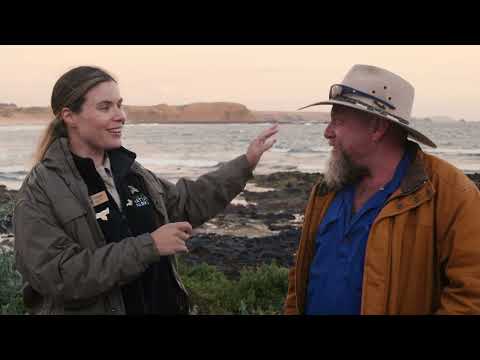 Phillip Island Penguin Parade