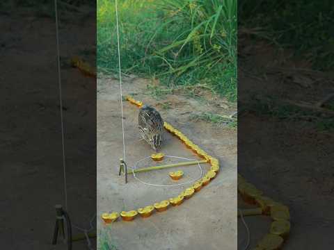 Unique DIY Processing Quail Trap #techniqueuniquetrap #amazingtrap #animaltrap #birdtrap #ytshorts