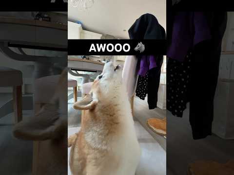 Awoo DOGE #cutenessoverload