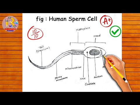 How to draw Human Sperm Cell | Sperm cell diagram | easy and step by step | sperm cell | Draw sperm