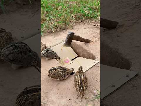 Wow! Really Best Underground Quail Trap Using Paper Box #shortsvideo