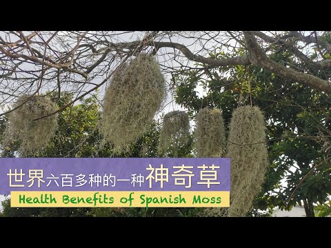 有人叫“空气草”，也叫“老人须”为什么你知道吗？Health Benefits of Spanish Moss。