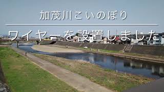 加茂川こいのぼりワイヤー張り