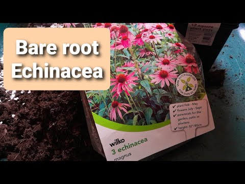 Potting Up Bare Root Echinacea's Indoors from Wilko - Perennial Plant - February 2021 - UK