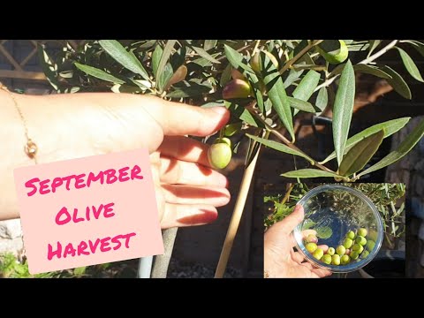 September Olive Tree Harvest - London, UK