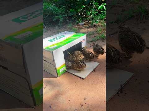 Fantastic Idea Quail Trap Using Cardboard Box #shorts #diy_creative