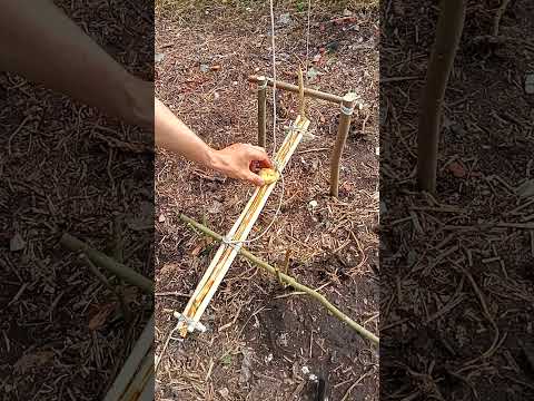 A TRAP WITH YOUR OWN HANDS FOR SURVIVAL  #wood #trap #woodworking #survival