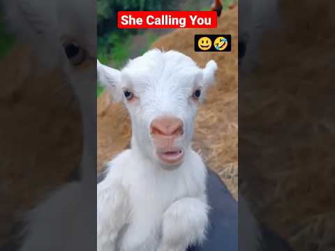 She Calling You 😃🤣 Cute Goat #comedy #shortvideo #funnyvideo #goat #viralshorts #trendingshorts