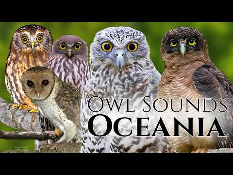 The Best Owl Sounds🦉8 Species of Owls from Oceania and their Sounds🎶